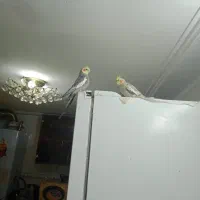 عروس هلندی جفت تامی سخنگو