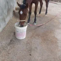 اسب مادیون 3ساله سواری