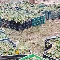 نهال توت فرنگی سابرینا درجه یک|گل و گیاه طبیعی|خان ببین, |دیوار