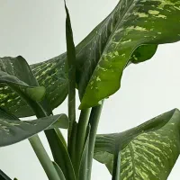 فروش گل دفین باخیا|گل و گیاه طبیعی|تهران, حکیمیه|دیوار