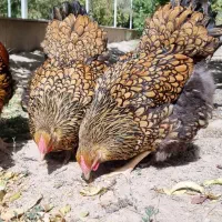 جوجه ویاندوت (مرغ و خروس فروش ندارم فقط جوجه)|حیوانات مزرعه|تهران, چیتگر جنوبی|دیوار