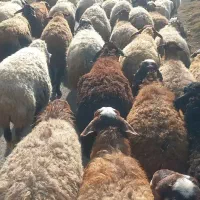 گوسفند بابره