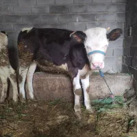 گوساله سیمینتال ماده اصل