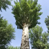 نـهاـل گــردـو پیوندی با ضمانت کیفیت|خدمات باغبانی و درختکاری|مراغه, |دیوار