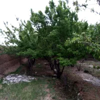 باغ 510متری قلعه سفید معاوضه اقساط اکازیون
