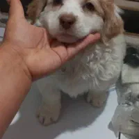 سگ پاکوتاه|سگ|رفسنجان, |دیوار