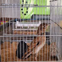 قناری شیرازی دهن دار|پرنده|دزفول, |دیوار