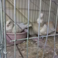 طوقی  کرمانشاهی  شیش دونگ