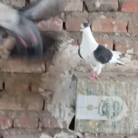 کبوتر چپ