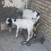 دوعد بیگ درجه یک