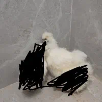 مرغ خروس|حیوانات مزرعه|چناران, |دیوار