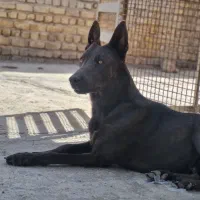 سگ مالینویز وداچ توله ۳ ماه واگذاری