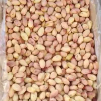 پسته تازه لوکس مه ولات