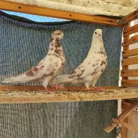 یک جفت کبوتر خال قرمز (گرگی )تهرونی پرشی