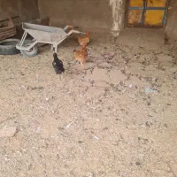 مرغ تخمی|حیوانات مزرعه|تربت جام, میان جام|دیوار