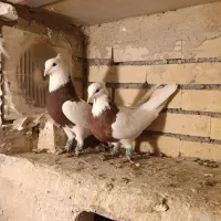 کبوتر طوقی مایدوم یا دمسفید|پرنده|فامنین, |دیوار