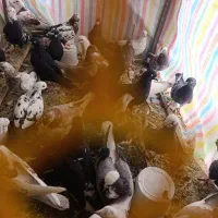 فروش کبوتر