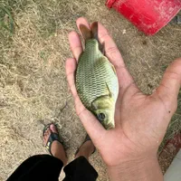 بچه ماهی .کپور.امور.غزل.بیگهد