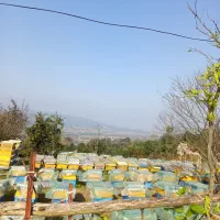 فروش زنبور دو رگ با بهترین جمعیت حراج شود رودسر