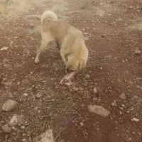 یک سگ پاکوتاه خانگی پامر