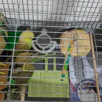 مرغ عشق|پرنده|تهران, علی‌آباد|دیوار