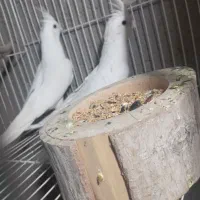 عروس هلندی|پرنده|خاش, |دیوار