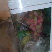 آکواریم
