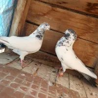 کله دم سبز درجه۱