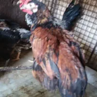 مرغ و خروس