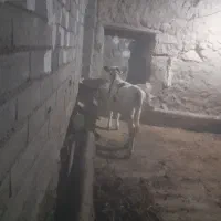 گاو وگوساله