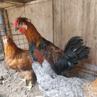خروس رسمی چهل تاج