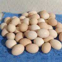تخم مرغ محلی نطفه دار