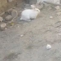 2 عدد خرگوش|موش و خرگوش|سنندج, |دیوار