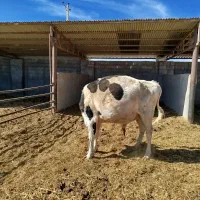 گاو نر|حیوانات مزرعه|راین, |دیوار