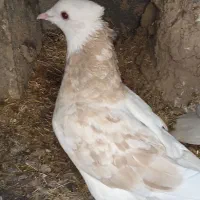 طوقی ماده|پرنده|شیروان (خراسان), |دیوار