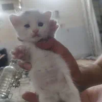 واگذاری پنج عدد گربه