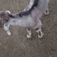 بز و بیگ|حیوانات مزرعه|مسجد سلیمان, |دیوار