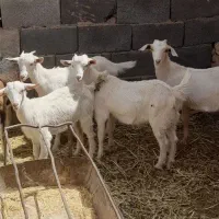 ۵راس کره ماده(غوریت) ۴.۵ماهه