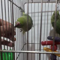 جوجه طوطی ملنگو|پرنده|بجنورد, |دیوار