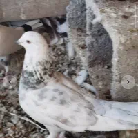 15عدد کفتر همه پرشی ساعتی اینا عکس 5تاشونه|پرنده|خانمیرزا, |دیوار