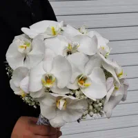 گلفروشی آنلاین|گل و گیاه طبیعی|رشت, پستک|دیوار