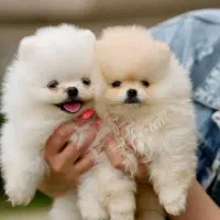 پودل /پامر/شیتزو/گلدن /چاو چاو|سگ|اصفهان, مولوی|دیوار