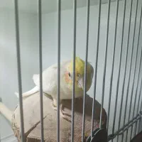 عروس هلندی رام نیمه رام مولد|پرنده|فومن, |دیوار