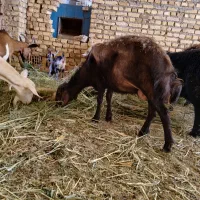 میش افشار
