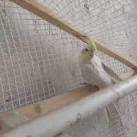 عروس هلندی ۱۲۰۰