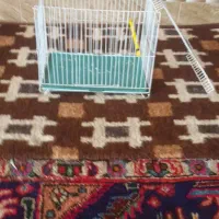 قفس|لوازم جانبی حیوانات|آذرشهر, |دیوار