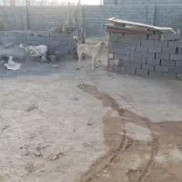 ماده طلا ۸ماه نژاد سراب  گوسفندی مرتب|سگ|شیروان (خراسان), |دیوار