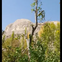 هرس و برشکاری وخرید و فروش چوب