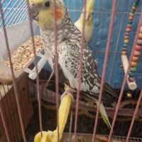 عروس هلندی به شرط تخم و جوجه