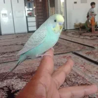 جفت مرغ عشق فول دستی|پرنده|اهواز, ویلاشهر|دیوار